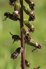 Ligularia fischeri