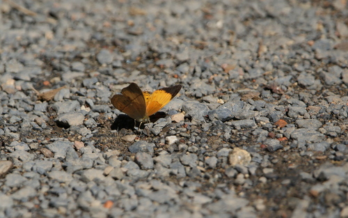 Cirrochroa chione
