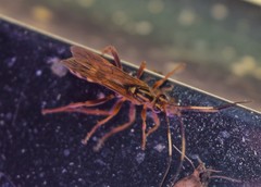Setanta parsimonica