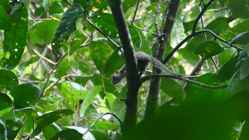Gambian Sun Squirrel