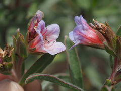 Lobostemon curvifolius