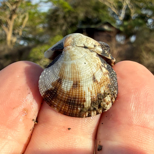 Leukoma grata observed 2026-03-30