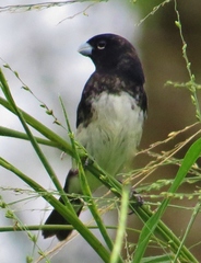 Sporophila luctuosa