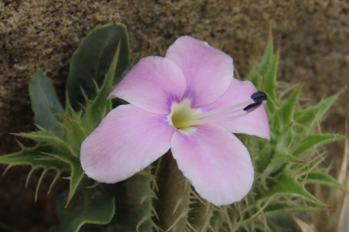 Barleria lichtensteiniana, photograph 6