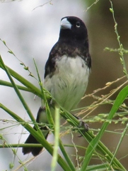 Sporophila luctuosa