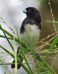 Sporophila luctuosa