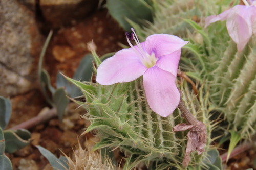 Barleria lichtensteiniana, photograph 5