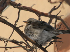 Turdus pilaris