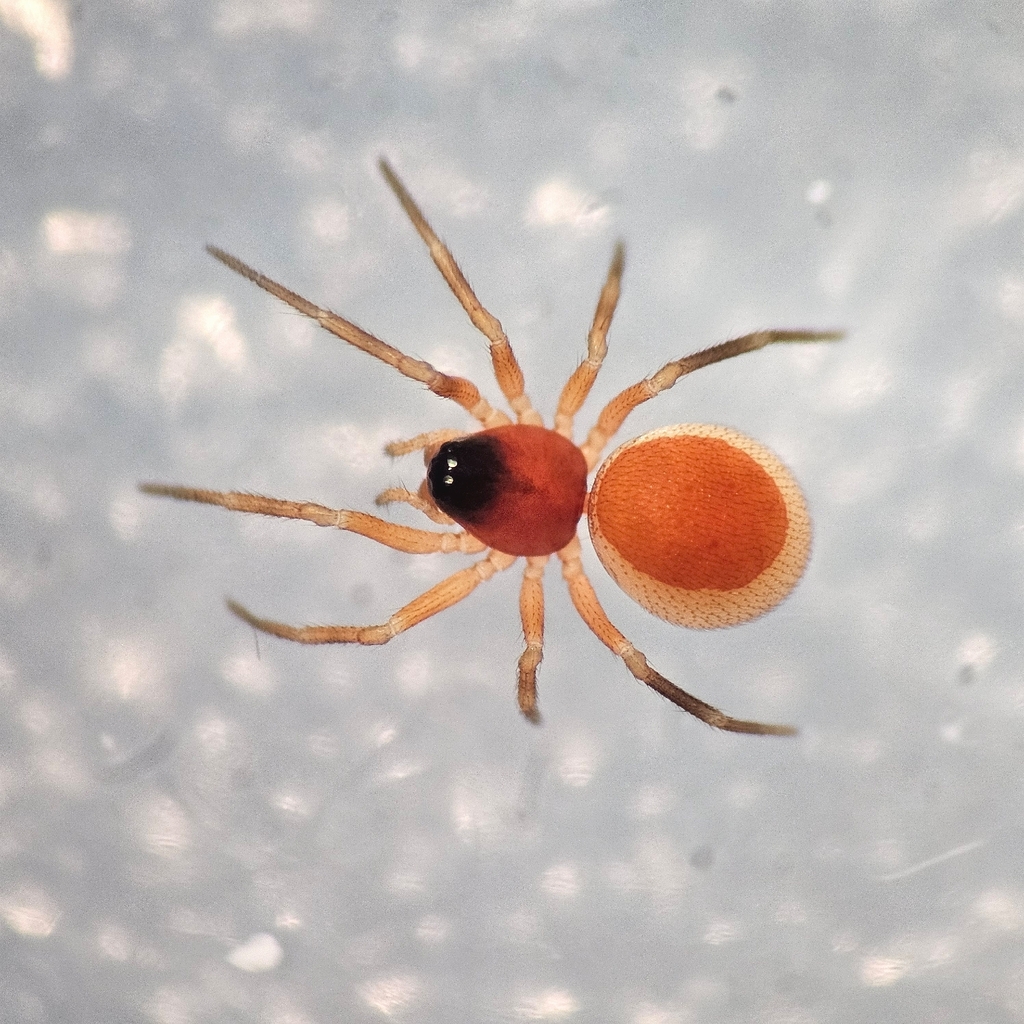Ceraticelus alticeps