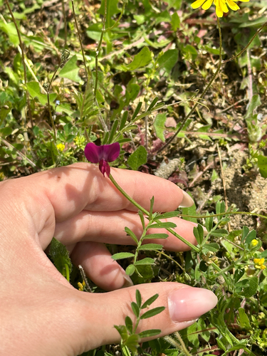 Common Vetch