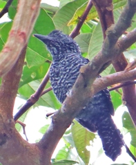 Thamnophilus tenuepunctatus