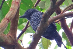 Thamnophilus tenuepunctatus