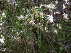 Carex uncinata