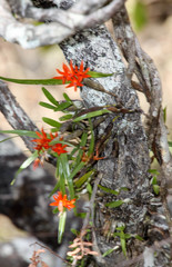 Scaphyglottis bidentata