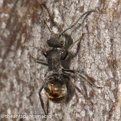 Polyrhachis vermiculosa