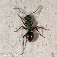 Polyrhachis hookeri
