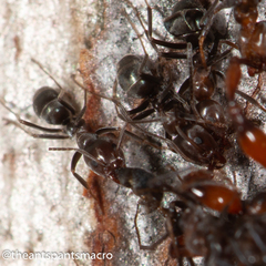 Iridomyrmex rufoniger