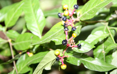 Pleuropetalum sprucei