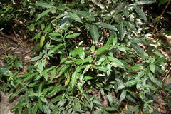 Pleuropetalum sprucei