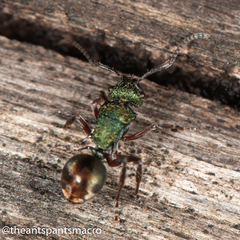 Polyrhachis hookeri