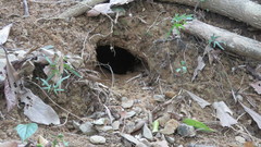 Manis pentadactyla pentadactyla