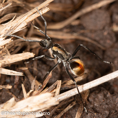 Polyrhachis brisbanensis