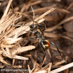 Polyrhachis brisbanensis