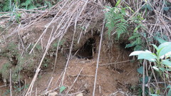 Manis pentadactyla pentadactyla