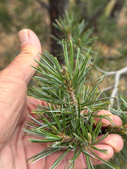 (c) CK2AZ, some rights reserved (CC BY) Pinus discolor, photograph (c) CK2AZ, some rights reserved (CC BY)