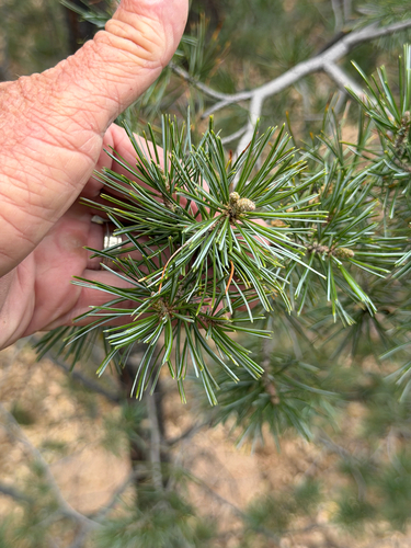 Pinus discolor, photograph 6