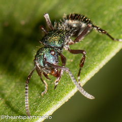 Polyrhachis hookeri