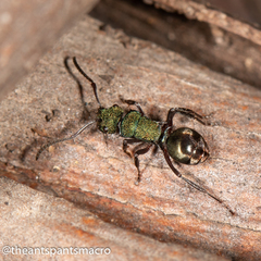 Polyrhachis hookeri