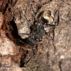 Polyrhachis erato