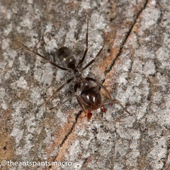 Iridomyrmex rufoniger