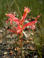 Tritoniopsis antholyza