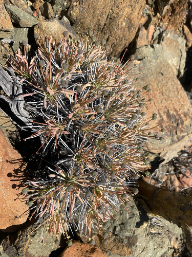 Euphorbia loricata, photograph 3