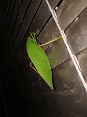 Zabalius ophthalmicus