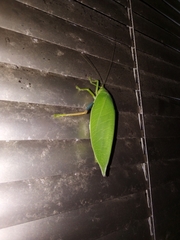 Zabalius ophthalmicus