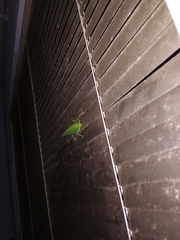 Zabalius ophthalmicus