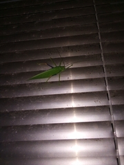 Zabalius ophthalmicus