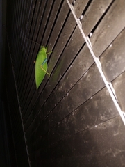 Zabalius ophthalmicus