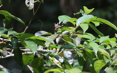 Abisara neophron