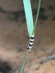 Lepidoscia characota