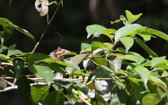 Abisara neophron
