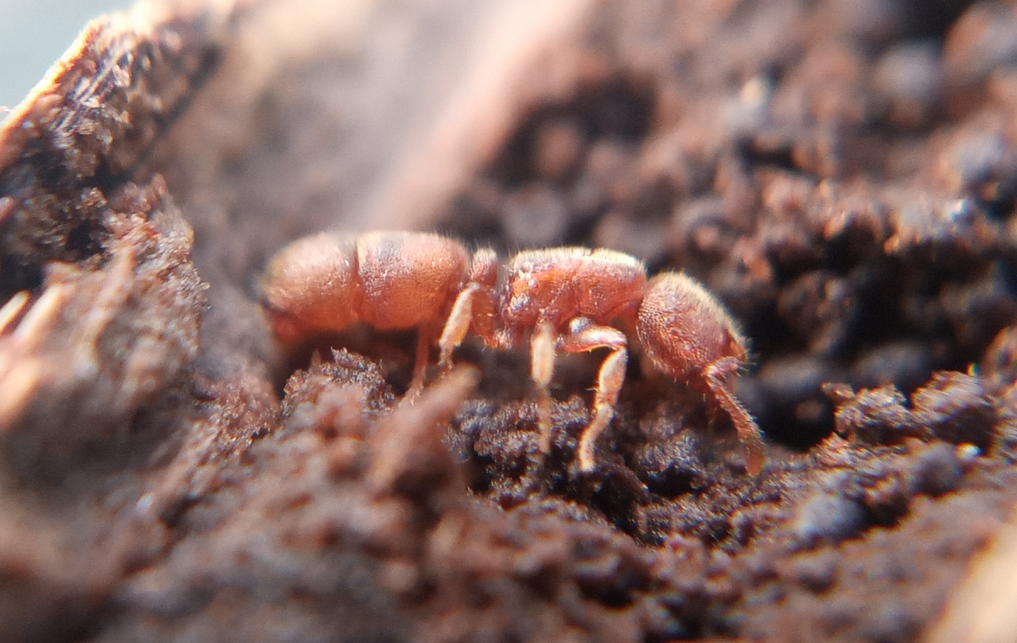 Bazboltonia microps