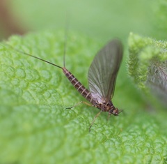 Baetis rhodani