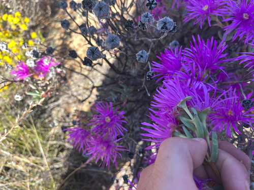 Lampranthus haworthii, photograph 5