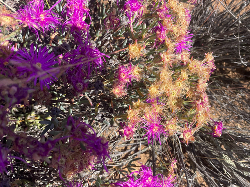 Lampranthus haworthii, photograph 4
