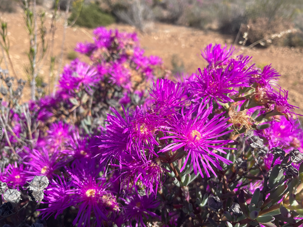 Lampranthus haworthii; photograph (c) Justin Ponder, some rights reserved (CC BY)