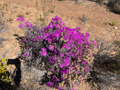 (c) Justin Ponder, some rights reserved (CC BY) Lampranthus haworthii, photograph (c) Justin Ponder, some rights reserved (CC BY)